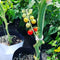 Sweetst Cherry